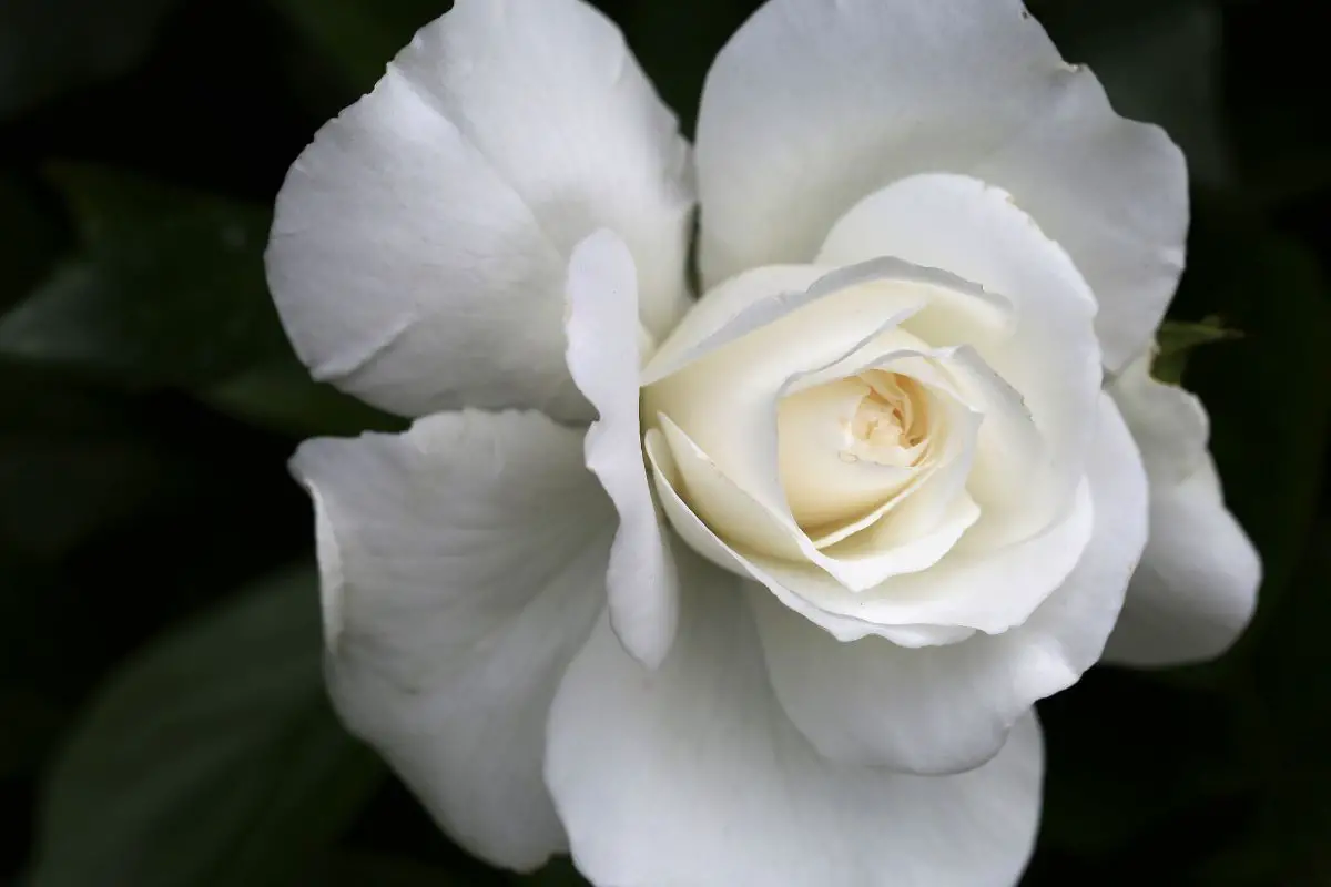 Is the meaning of white roses