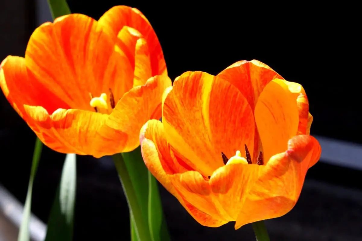 All about tulips: characteristics, species, and care