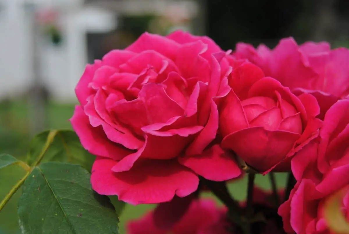 All about roses: characteristics, types, care and much more