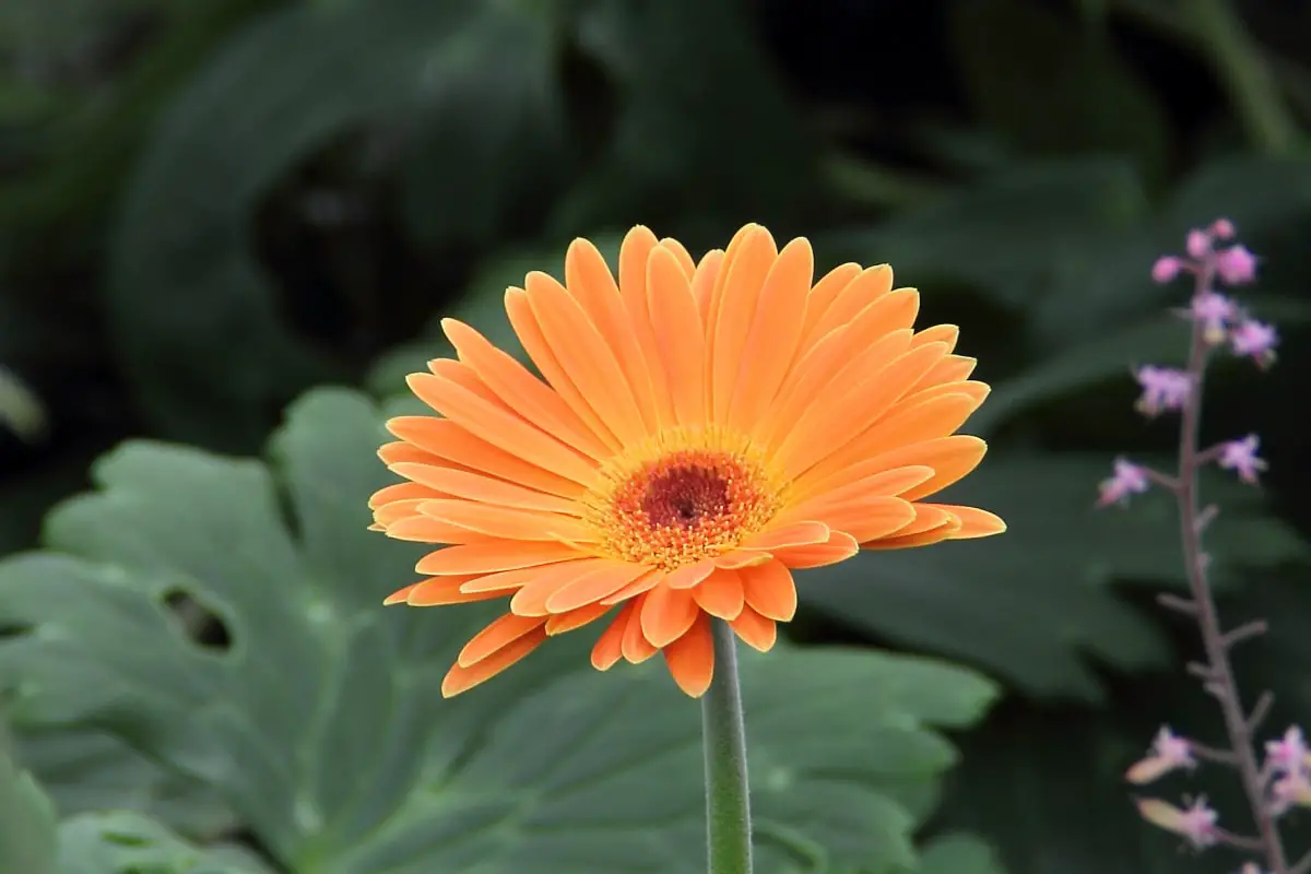 How to sow the seeds of the Gerbera plant?