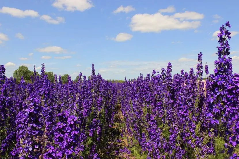 Larkspur, the best flower plant in the world