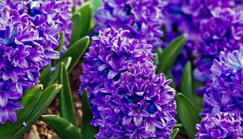 Hyacinthus orientalis, discover a flower of various colors