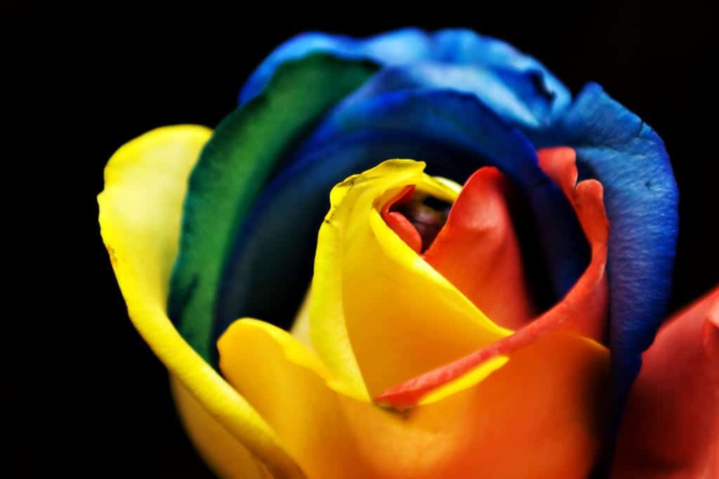 How to have your own rainbow roses?
