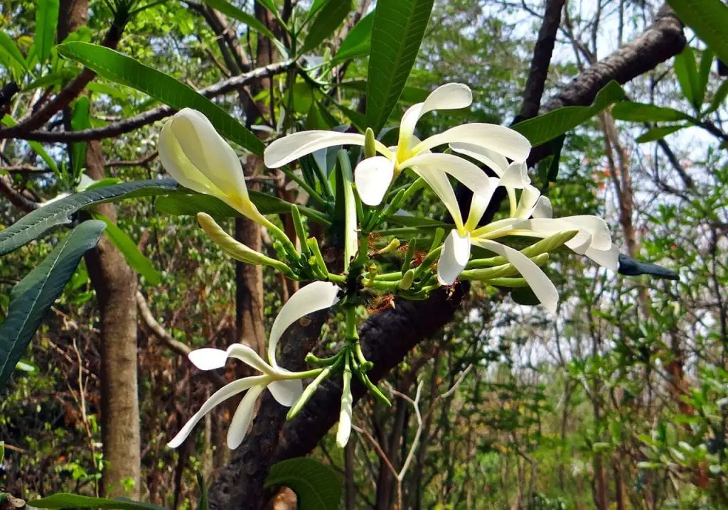 When and how to put orchids on trees?