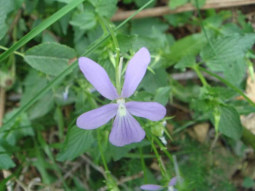 Learn to take care of the Viola cornuta, a perennial flower of great beauty;)