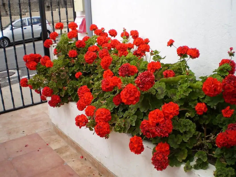 How to transplant geraniums step by step