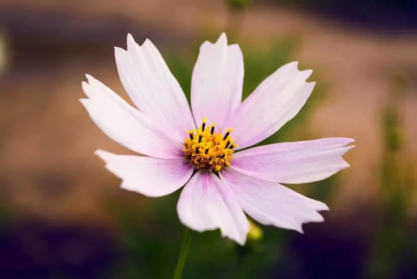 How is the cosmos flower cared for?