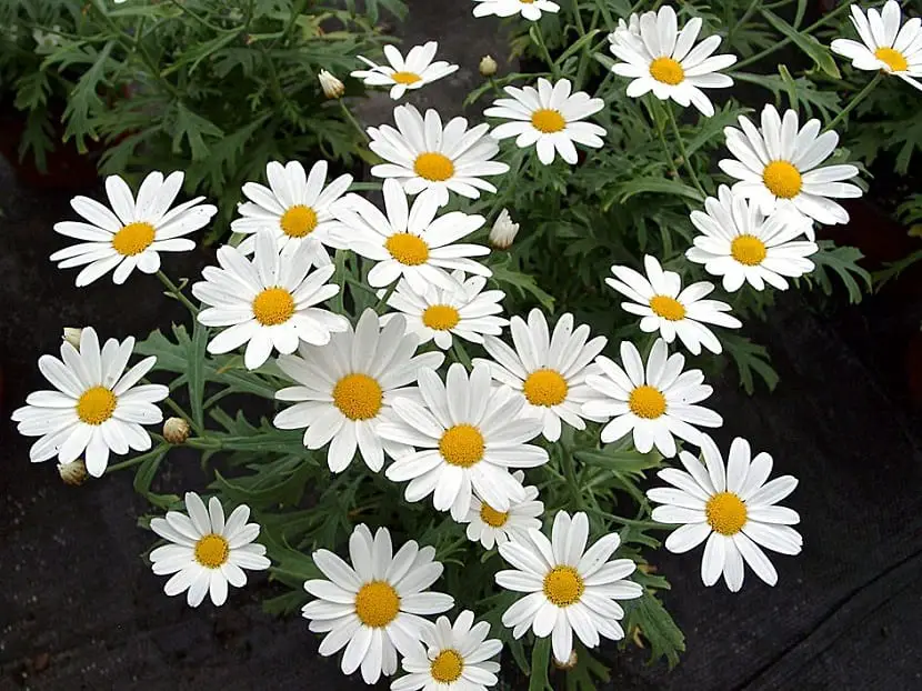 Characteristics, care and uses of Argyranthemum frutescens