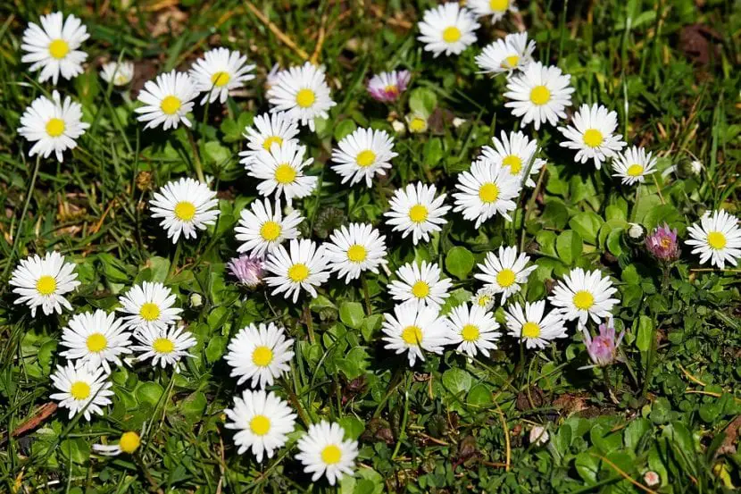 Bellis or daisies, perfect plants to decorate