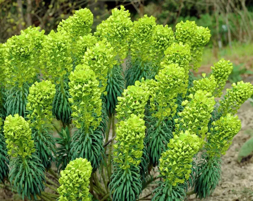 Characteristics, uses and care of Euphorbia characias