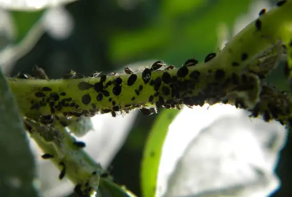 The aphid: identification and ecological control