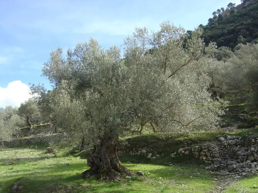 How to prune an olive tree