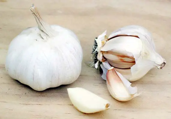 Garlic Based Insect and Pest Repellent