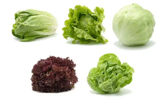 The different varieties of lettuce. Basic Features