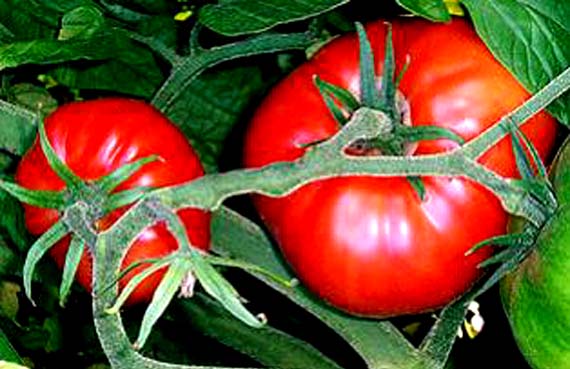 Aphrodisiac properties of tomato | Gardening On