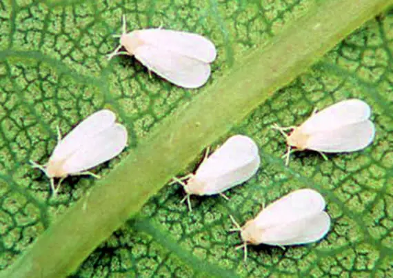 the whitefly: symptoms, prevention, control and elimination