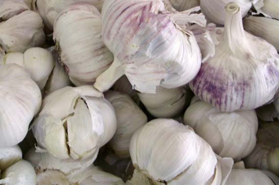 Cultivation and watering of potted garlic