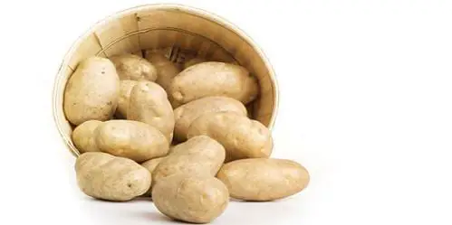 Growing potatoes in a pot