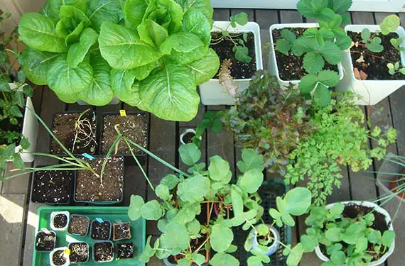 The flowerpot or growing of vegetables in pots