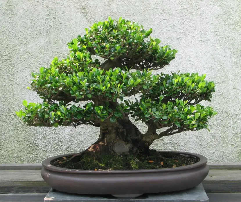 Types of graft in a Bonsai