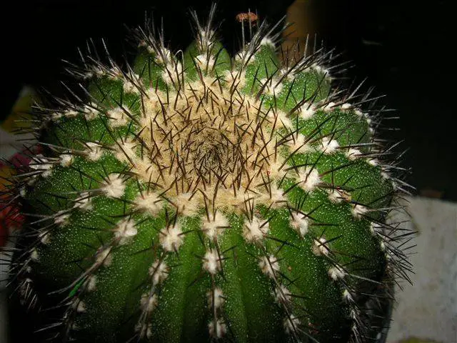 Cactus Diseases | Gardening On