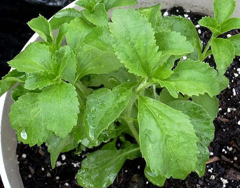 Why and how to grow Stevia at home?