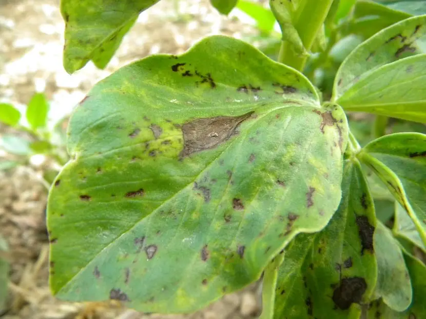 Pests and Diseases | Gardening On