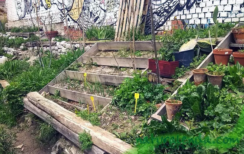 Home urban gardens | Gardening On