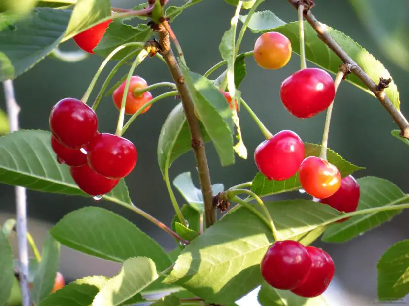 The best cold resistant fruit trees