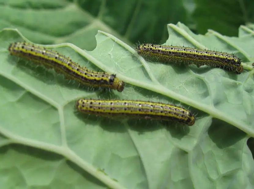Pests in plants: tips to avoid them