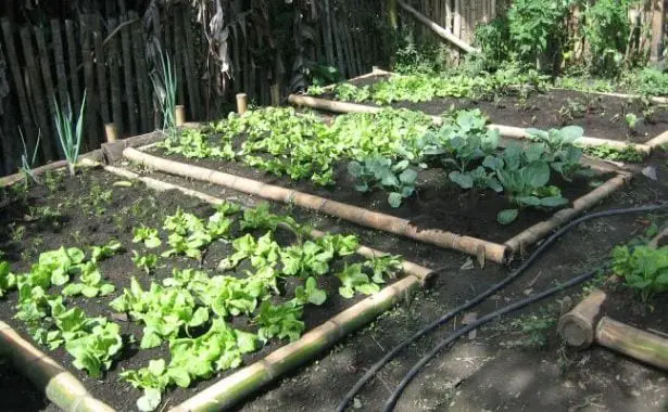 Make an Organic Garden Step by Step II