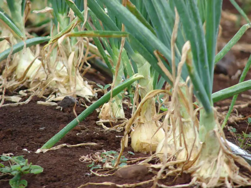 How to sow onions | Gardening On