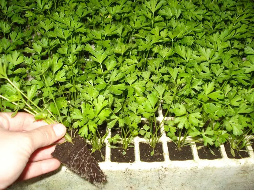 How to grow celery | Gardening On