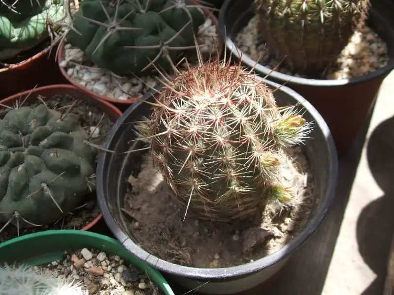 Cactus Diseases II | Gardening On