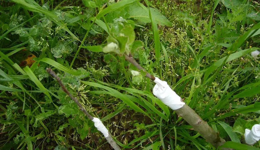 Everything you need to know about fruit grafting