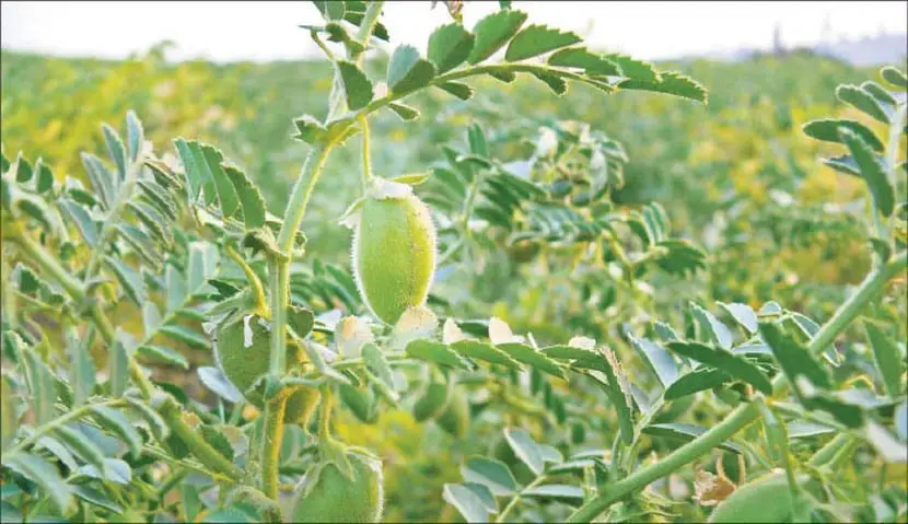 Chickpea cultivation | Gardening On