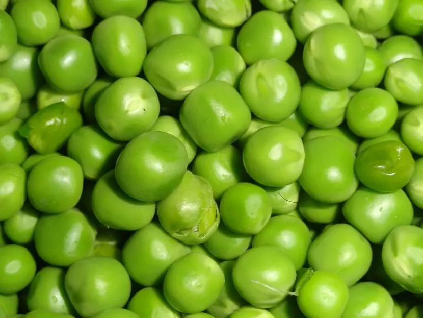 When are peas planted? | Gardening On