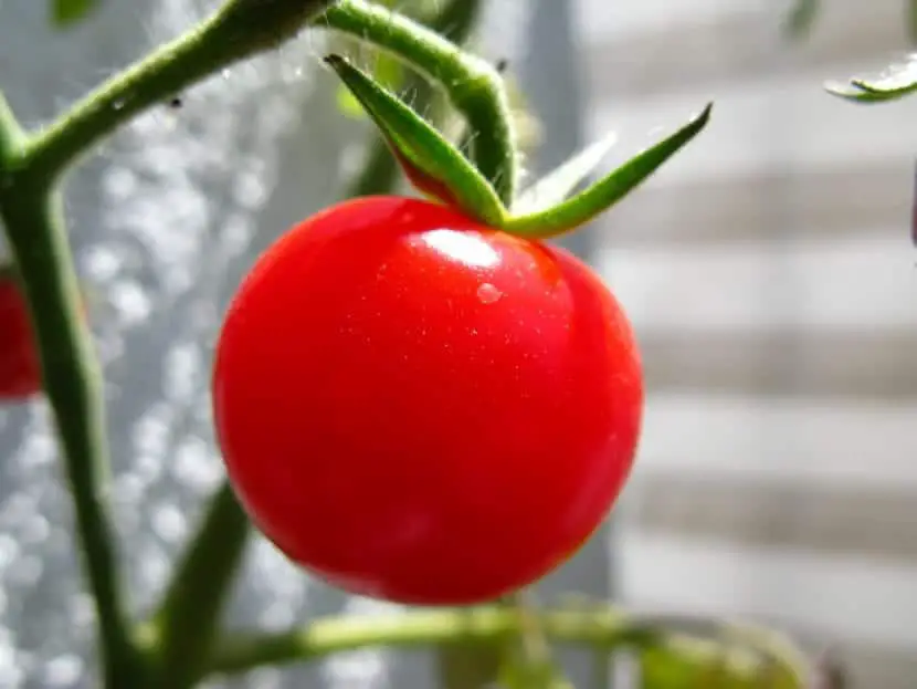 When to plant tomatoes? | Gardening On