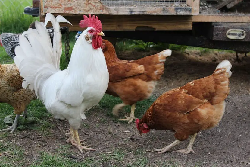 Know what chicken manure is and where it comes from