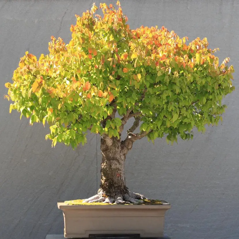 Type of bonsai for beginners
