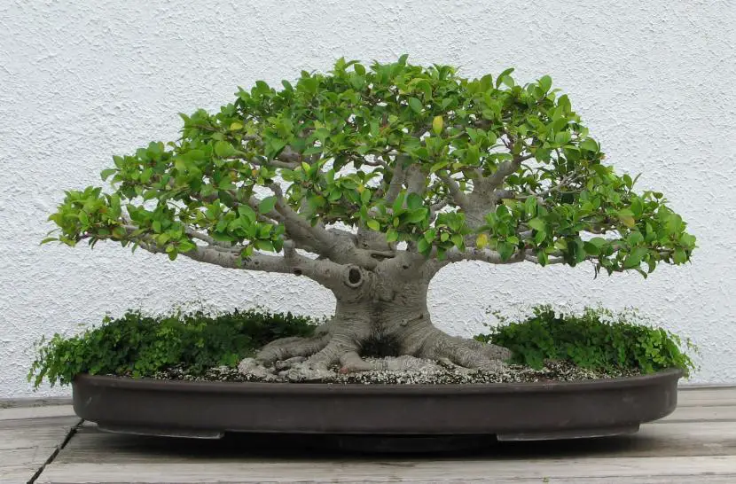 How to care for Ficus bonsai