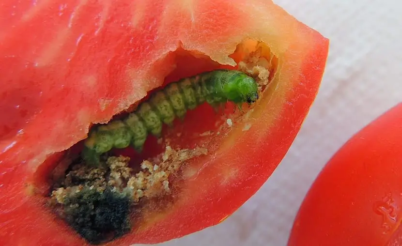 Caterpillar and spider mite pests in tomato cultivation