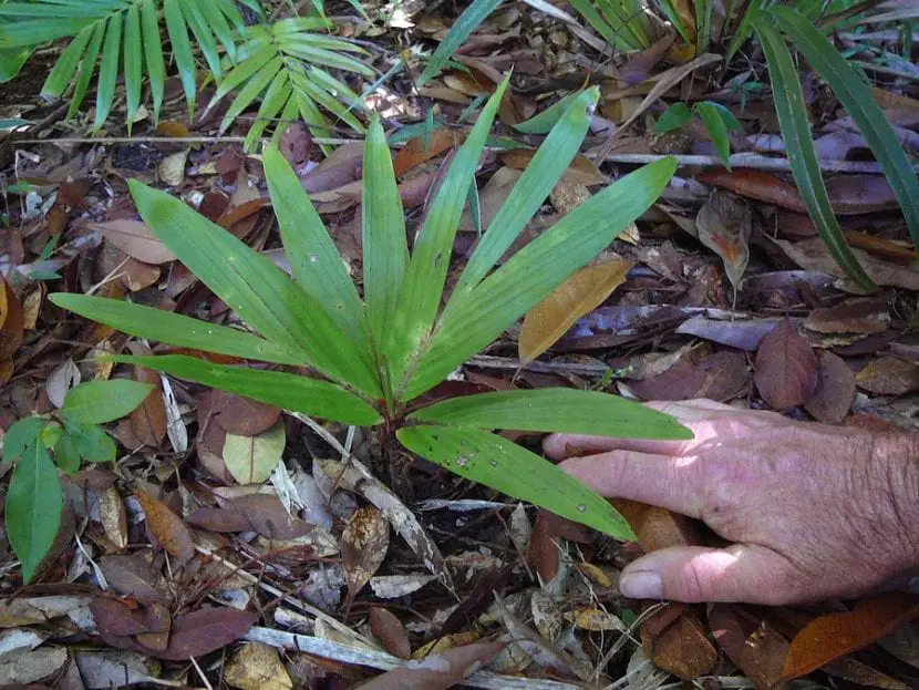 Dypsis minuta, the smallest palm in the world