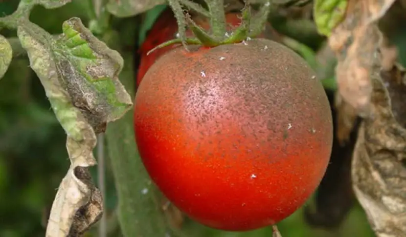 The plague of the whitefly in tomato crops