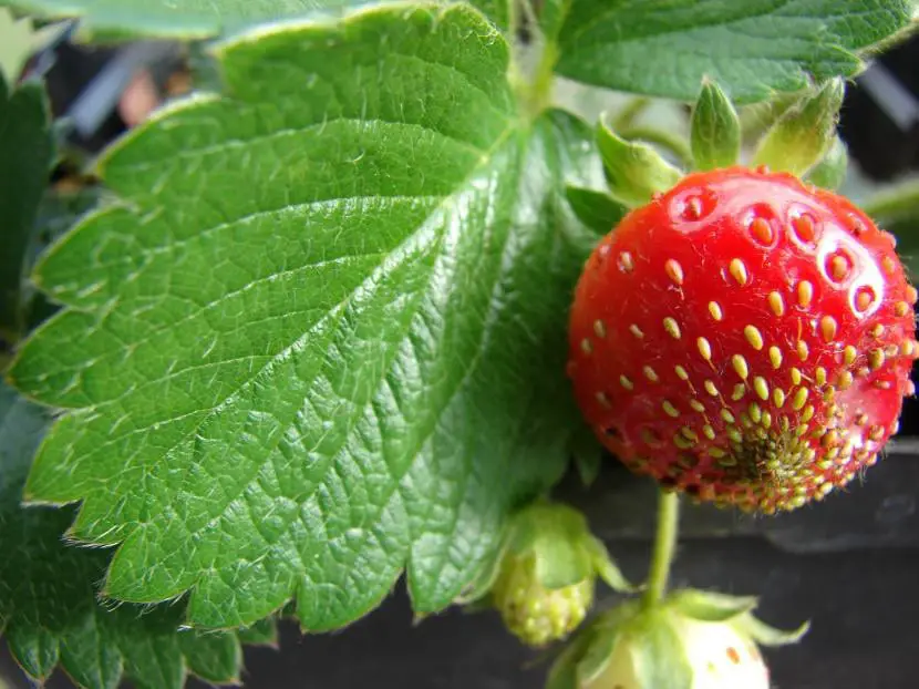 How to sow strawberries step by step?