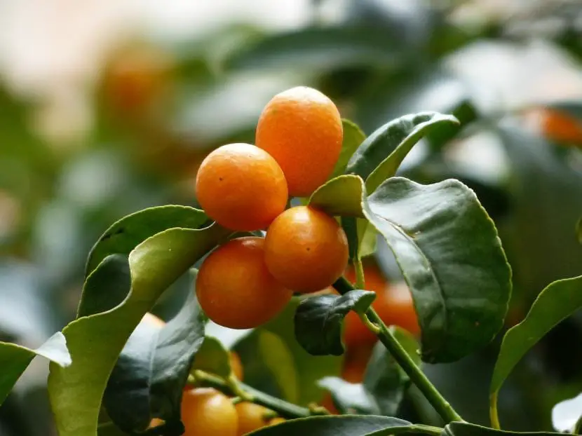 How to grow a Chinese orange tree