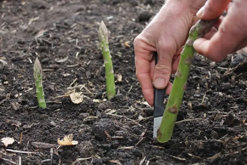 How to grow asparagus in the simplest way
