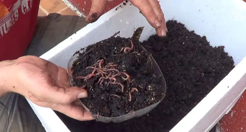 The worm compost, a homemade invention