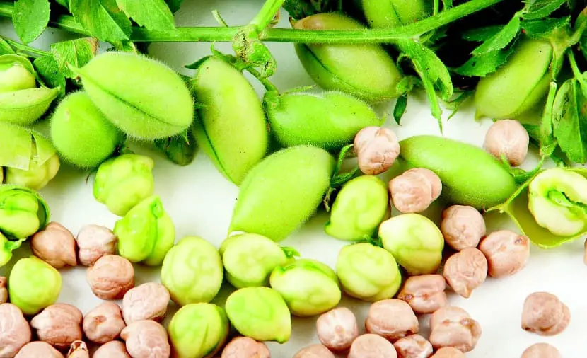 Learn how and when to grow chickpeas in your garden