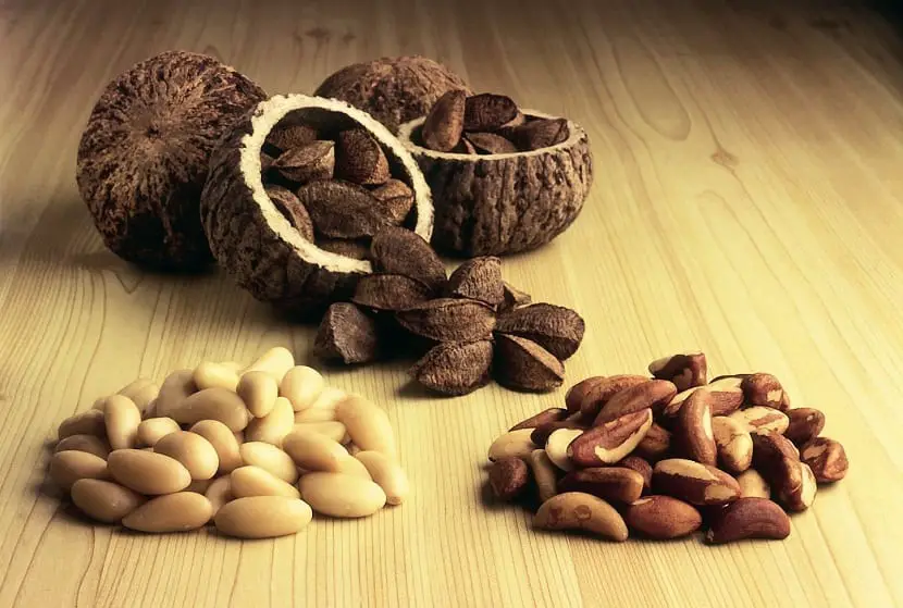 The Brazil nut (Bertholletia excelsa): Characteristics and properties
